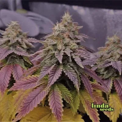Sweet Cherry Pie van Linda Seeds