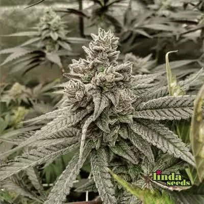 White Truffle van Linda Seeds