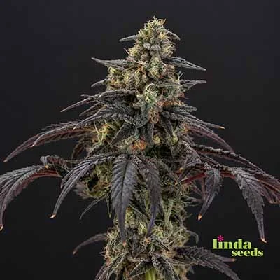 Purple Haze van Linda Seeds