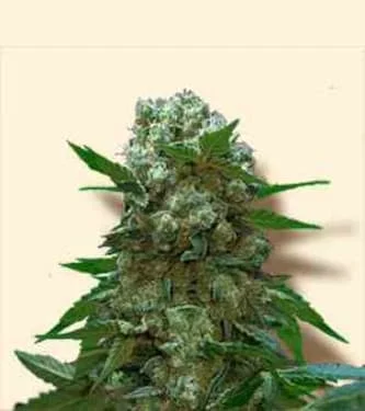 AK van Linda Seeds