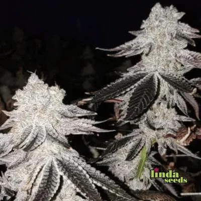 Mintz van Linda Seeds