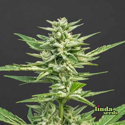Grape Octane van Linda Seeds