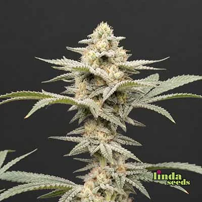 Gelato #33 van Linda Seeds