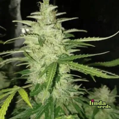 Biscotti van Linda Seeds