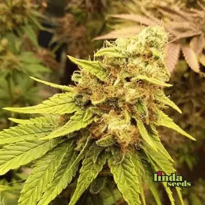 Amnesia Lemon van Linda Seeds