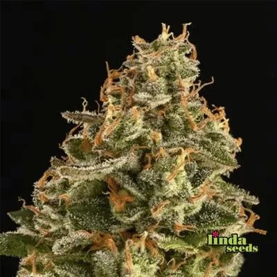 Miracle Alien Cookies van Linda Seeds