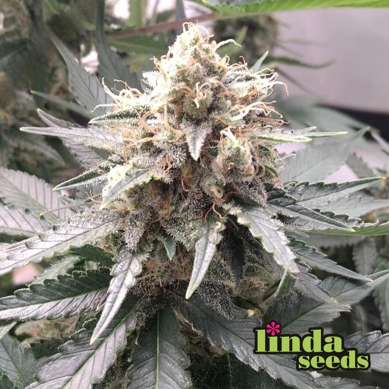 Zkittlez van Linda Seeds