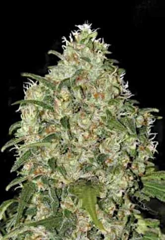 Amnesia Haze van Linda Seeds