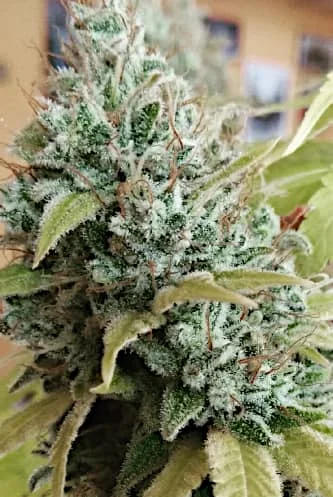 Gorilla Glue #4 van Linda Seeds