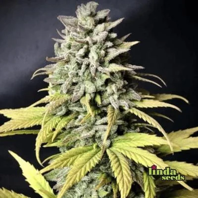Tropicana Cookies van Linda Seeds
