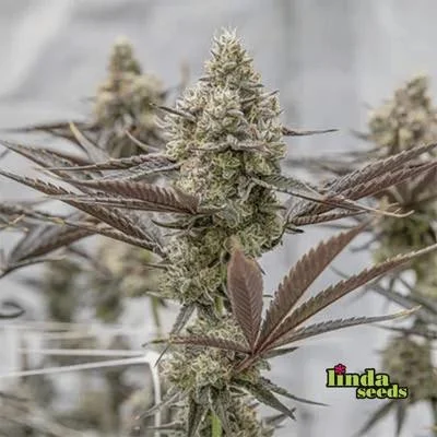 Oreoz van Linda Seeds