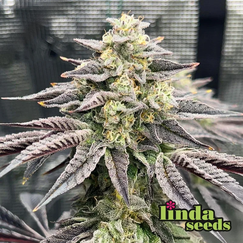 Gelato #33 van Linda Seeds