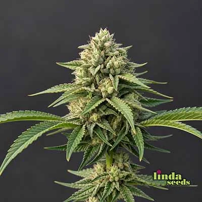 Amnesia Lemon van Linda Seeds