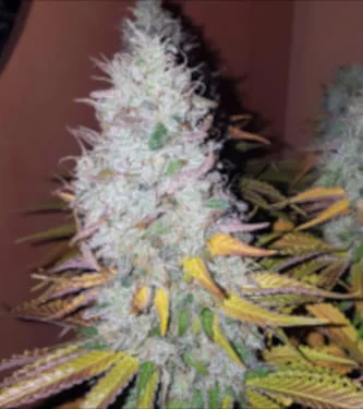 Gorilla Zkittlez van Linda Seeds