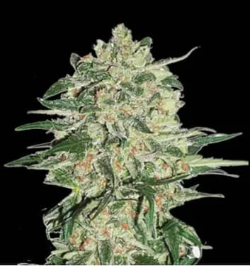 Big Bud van Linda Seeds
