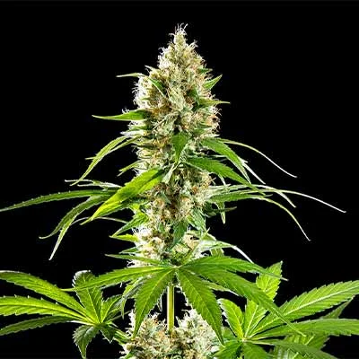 Sunset Sherbet van Linda Seeds