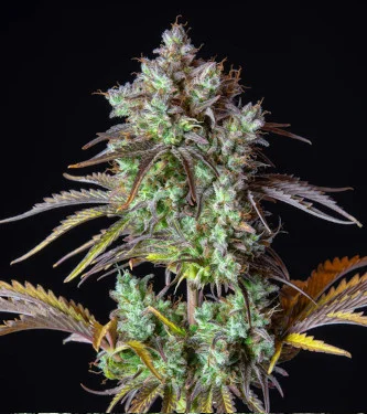 Big Bud van Linda Seeds