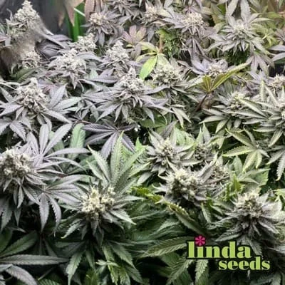 Do Si Dos van Linda Seeds
