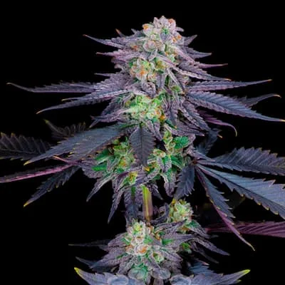 Runtz van Linda Seeds