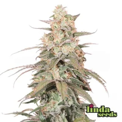 Banana Punch van Linda Seeds