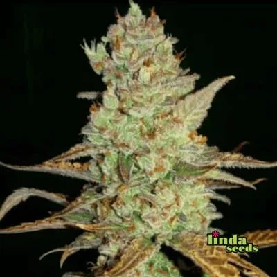 Mimosa van Linda Seeds