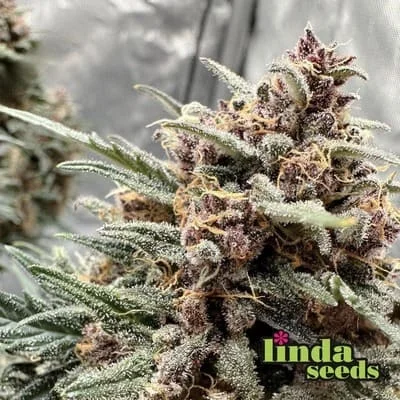 Purple Kush van Linda Seeds