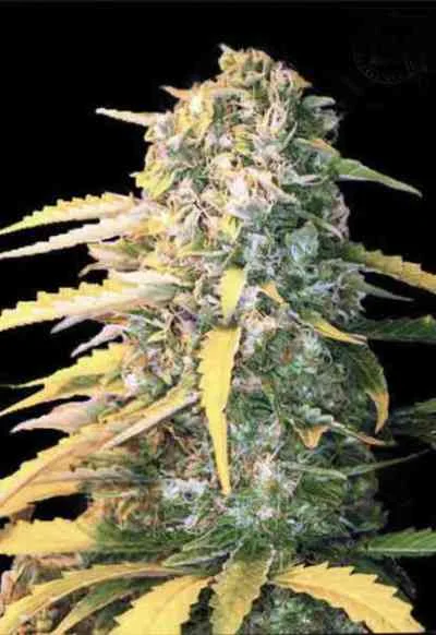 White Widow van Linda Seeds
