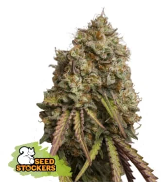 Gorilla Cookies van Linda Seeds