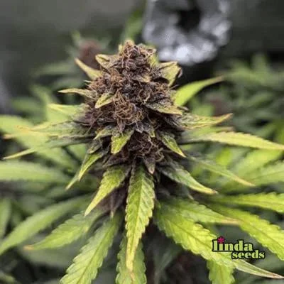Purple Haze van Linda Seeds