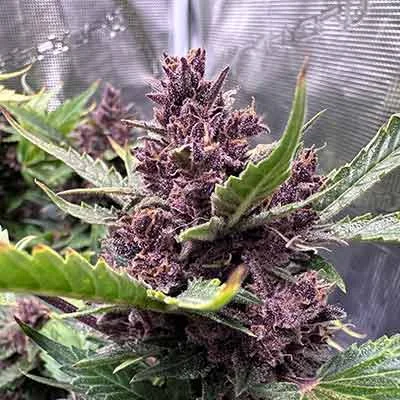 Purple Haze van Linda Seeds
