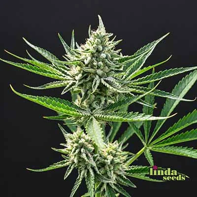 Afghan Skunk van Linda Seeds