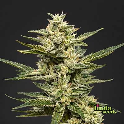 Gelato Glue van Linda Seeds