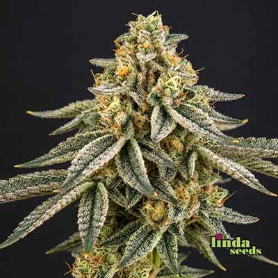 Miracle Alien Cookies van Linda Seeds