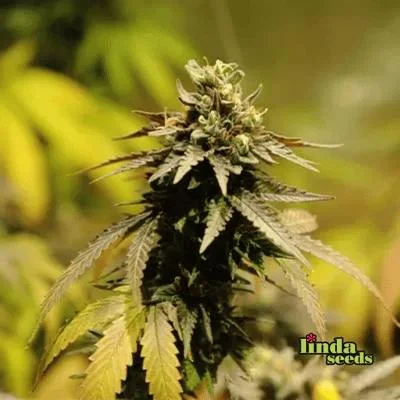 Oreoz van Linda Seeds