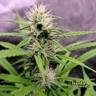 Mimosa Orange Punch van Linda Seeds
