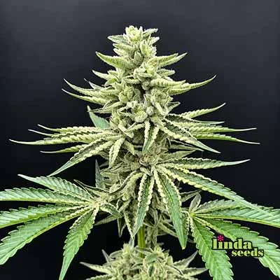 Afghan Skunk van Linda Seeds