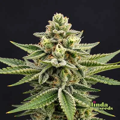Sweet Cherry Pie van Linda Seeds