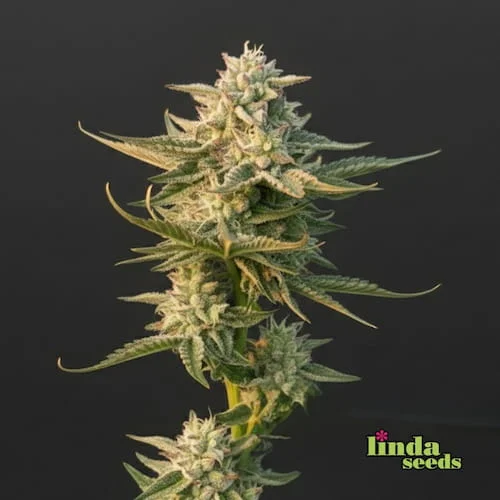 Critical + van Linda Seeds