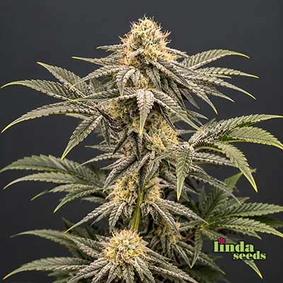 Super Lemon Haze van Linda Seeds