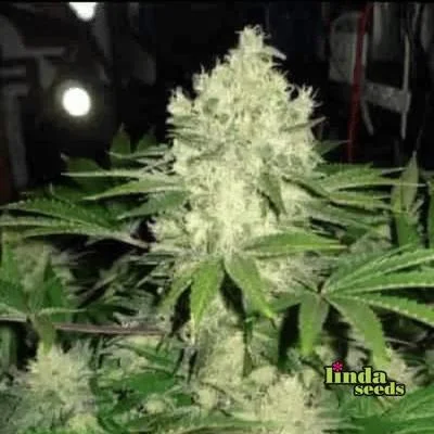 Afghan Skunk van Linda Seeds