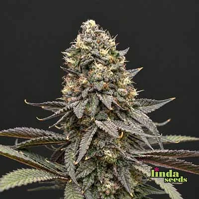 Purple Kush van Linda Seeds