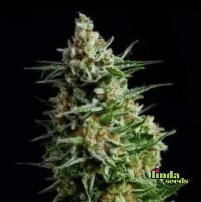 Afghan Skunk van Linda Seeds