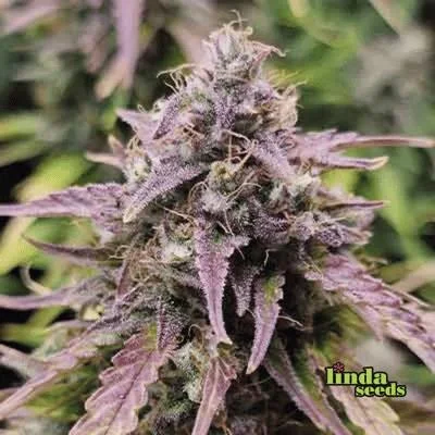 Apple Fritter van Linda Seeds