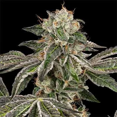 Runtz van Linda Seeds