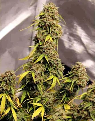 Gorilla Glue#4 van Linda Seeds