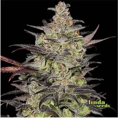 Alien OG van Linda Seeds