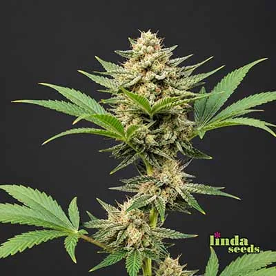 Lemon Tree van Linda Seeds