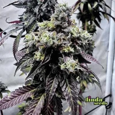 Runtz Muffin van Linda Seeds