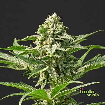 Gorilla Zkittlez van Linda Seeds