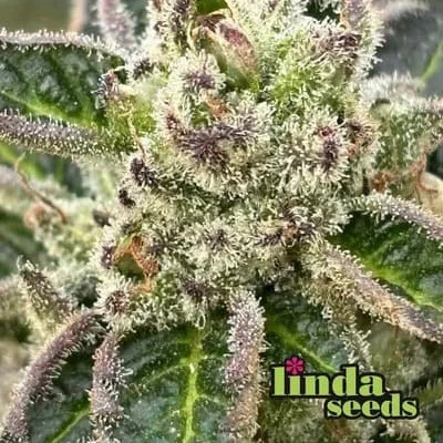 Do Si Dos van Linda Seeds